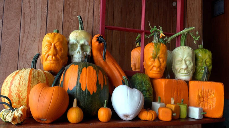 9 steps to grow pumpkin in mold