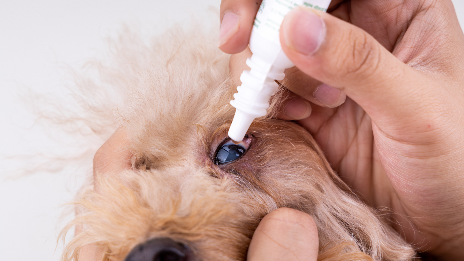 Eye drops can help keep your dog's eyes moist and decrease inflammation before and after surgery.