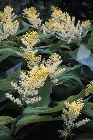Solomon's Plume (Smilacina racemosa)