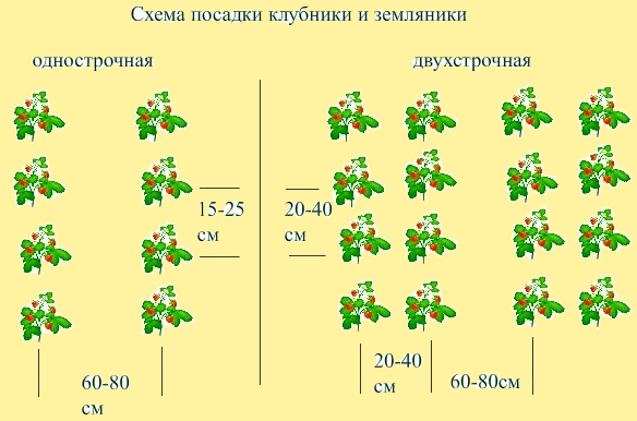 Схема посадки клубники и земляники