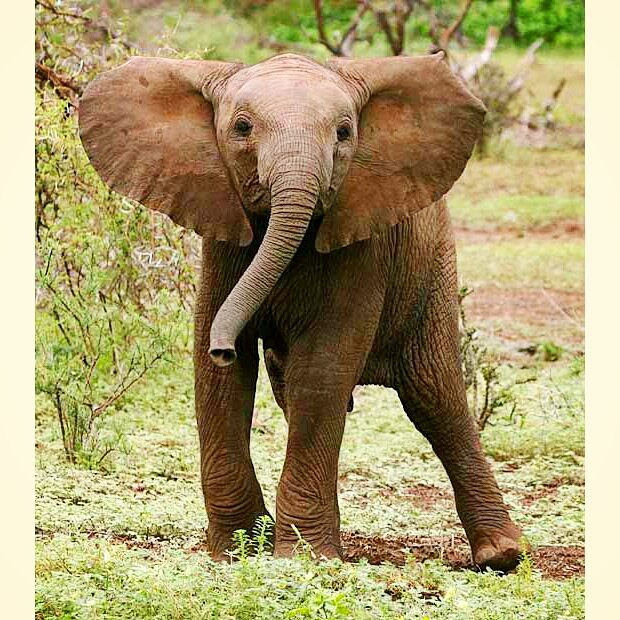 says our baby elephant from