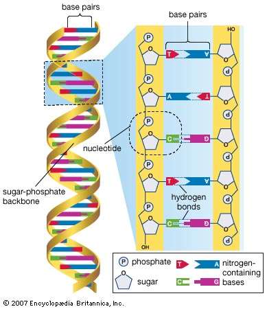 DNA
