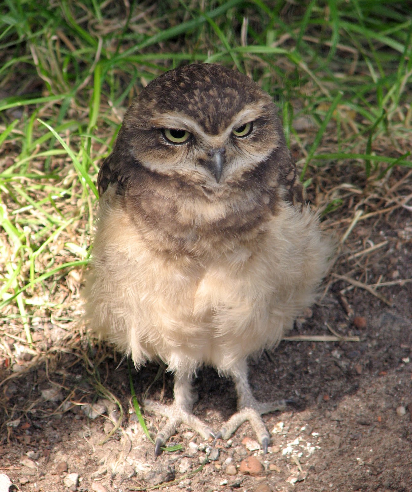 Immature. Burrowing owls