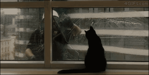 Gato que persigue en una ventana a un trabajador de limpieza en altura