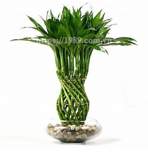 [TOP 15] LOẠI CÂY TRỒNG TRONG NƯỚC ĐẸP, DỄ CHĂM SÓC
