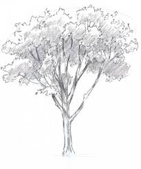 Image result for tree drawing