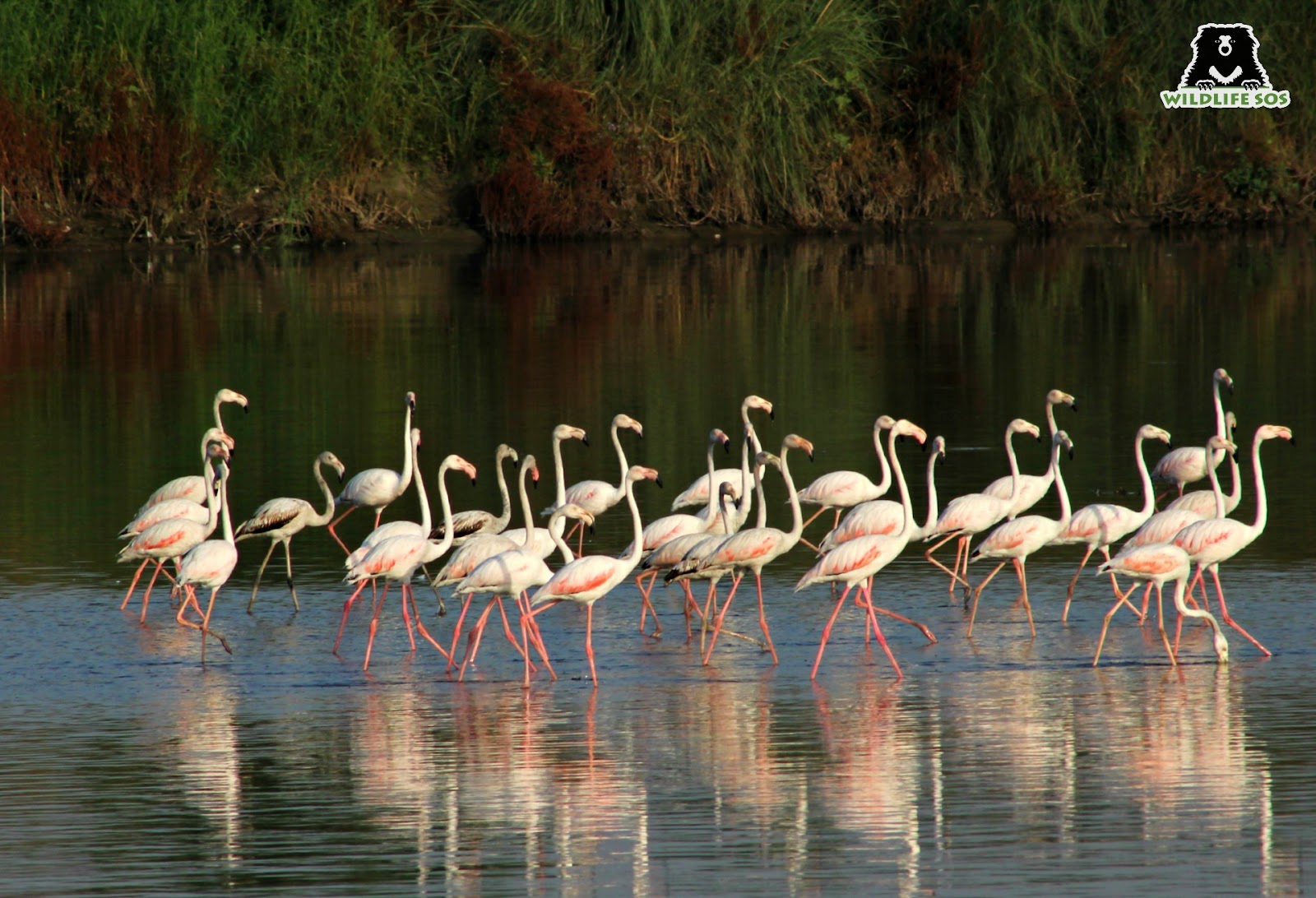 flamingos form same-sex relationships