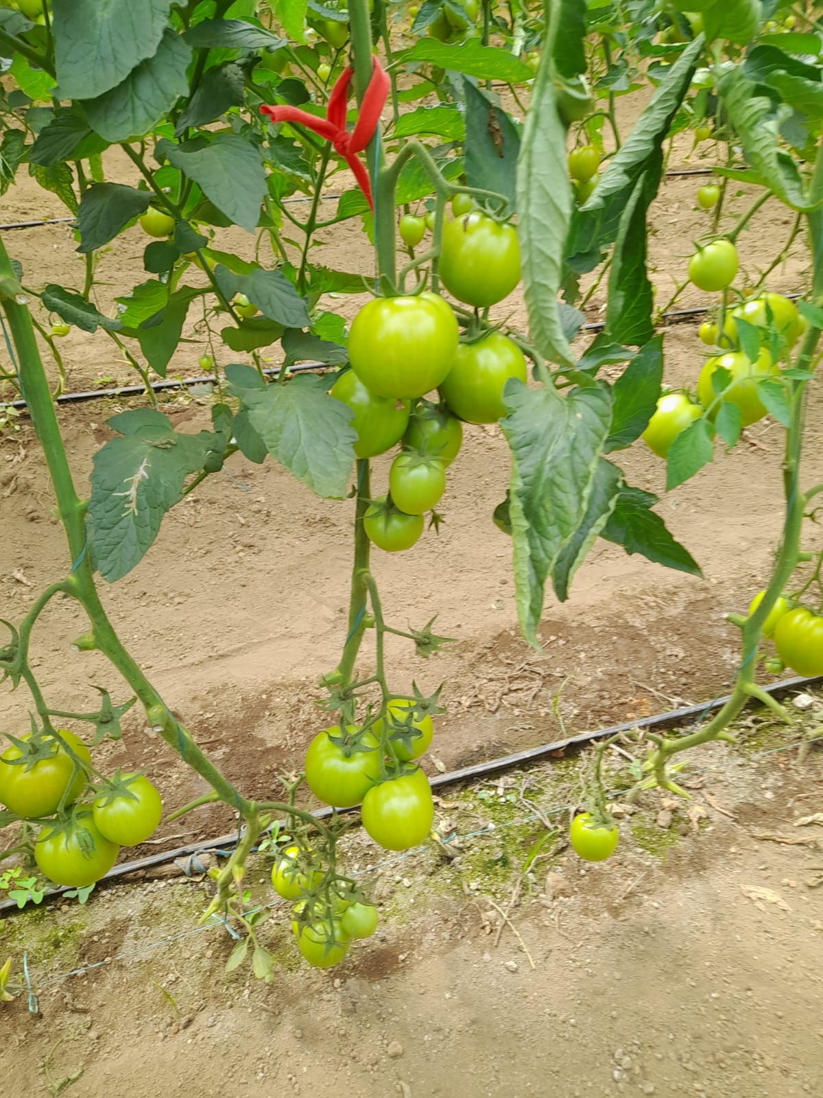Manzana verde junto a una rama

Descripción generada automáticamente con confianza media