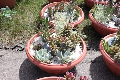 Several succulents in a desert scene