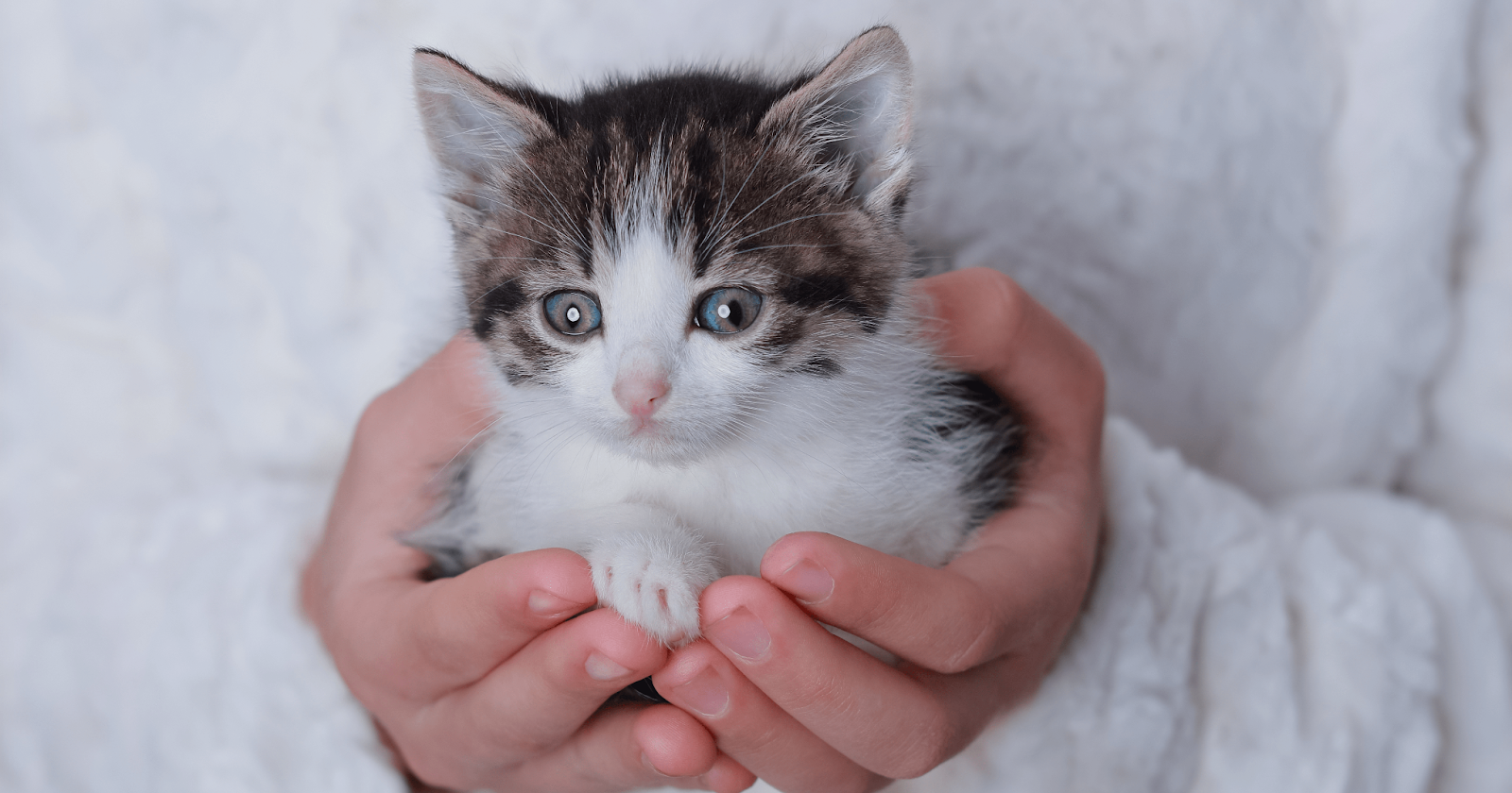 Small kitten being held in hands