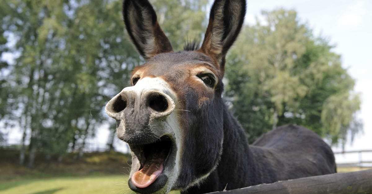 Image result for donkey insane