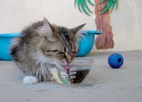 In a multiple cat home food and water bowls must be spread through out the environment so that all cats may access them easily without encountering cats that they have a conflict with