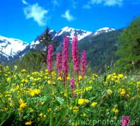 early purple orchid