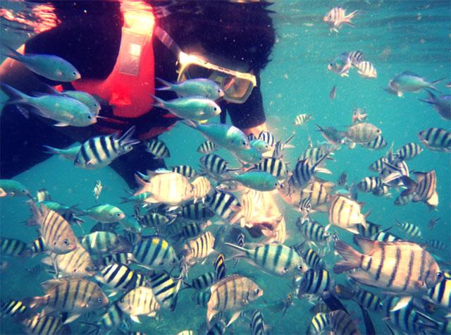 Aktiviti snorkeling di Pulau Perhentian, Terengganu.