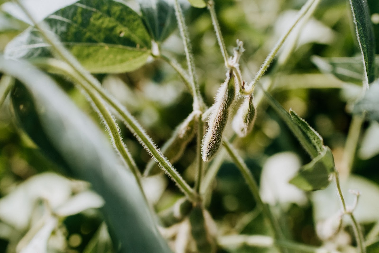 Protege tu cultivo de las tucuras en soja