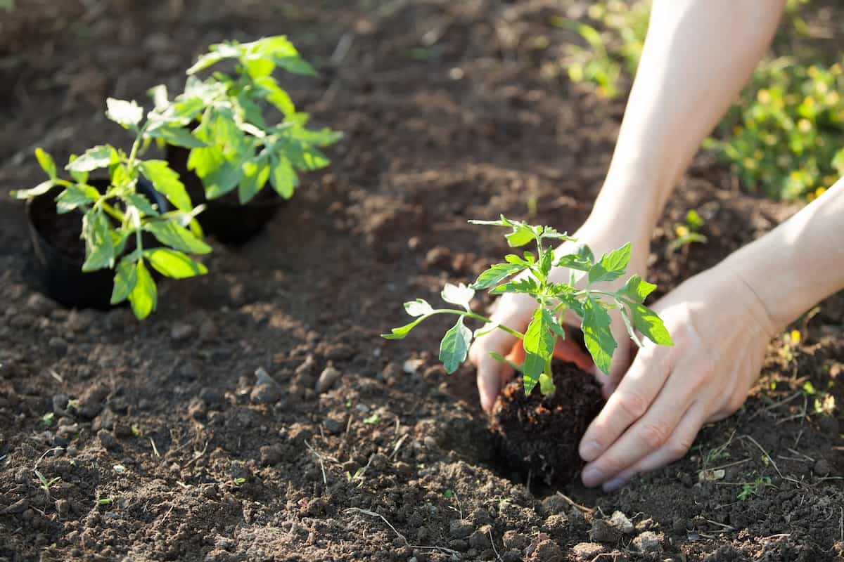 ideal soil pH for growing tomatoes