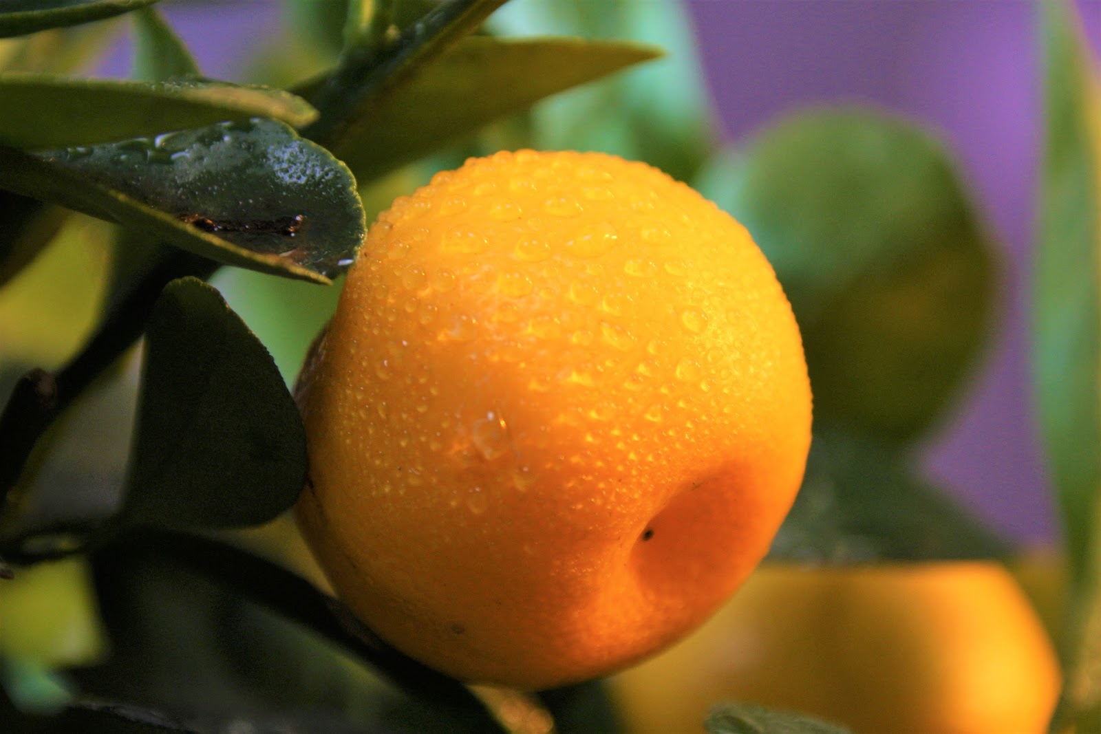types of kumquats