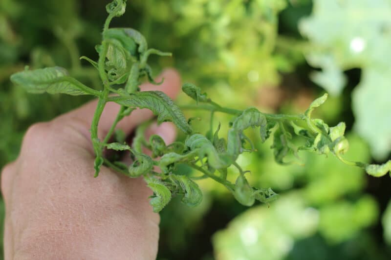 Potential Effects of Grazon Herbicides on Trees