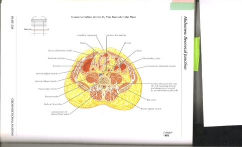 Abdomen: Iliocecal Junction