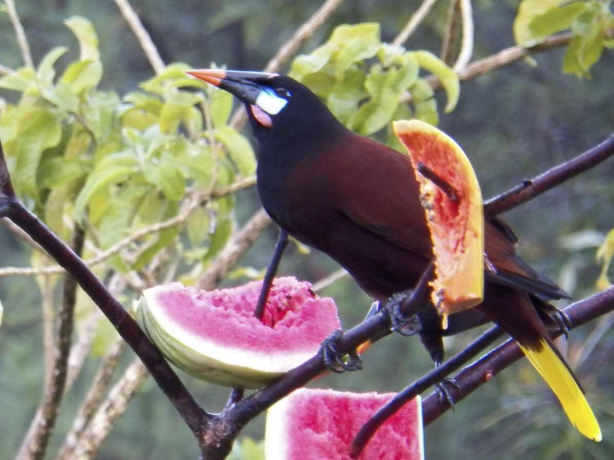 Montezumasé Oropendola, Arenal, Costa Rica