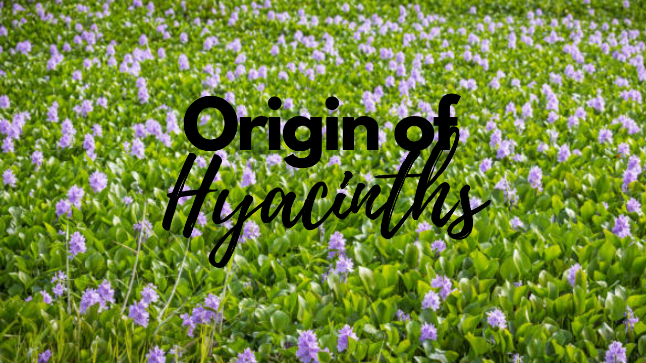 The Origin and Significance of Hyacinths