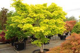 Buy Acer shirasawanum 'Aureum' Specimen 1362 | Conifer Kingdom