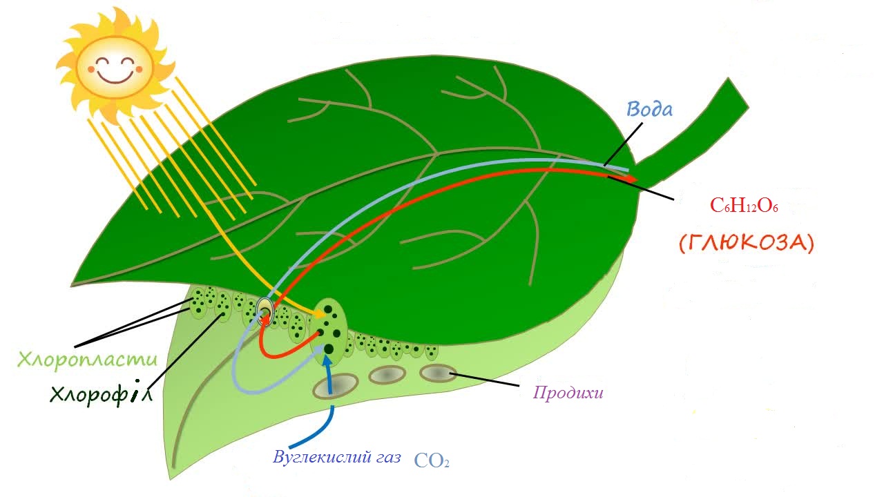 Образование глюкозы в зеленом растении. Процесс фотосинтеза у растений. Автотрофы фотосинтез. Процесс фотосинтеза рисунок. Схема протекания фотосинтеза.