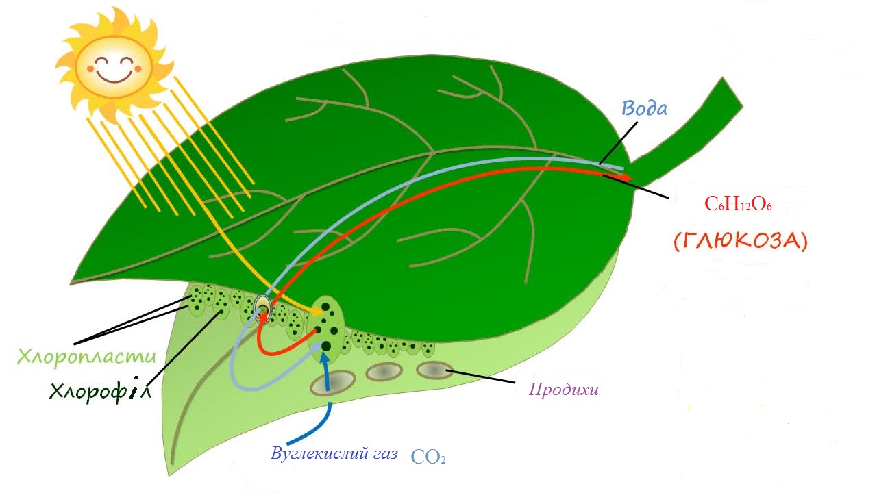 Как происходит процесс фотосинтеза