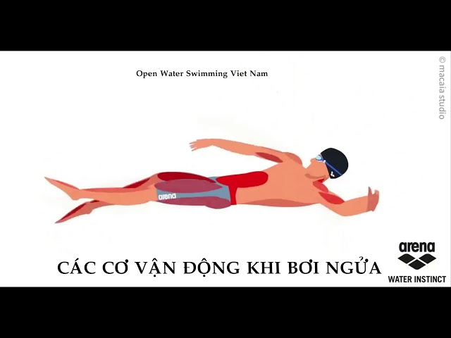 Cơ bụng phải hoạt động nhiều khi bơi ngửa