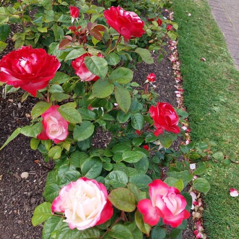 70 DARMOWYCH ATRAKCJI W LONDYNIE  Queen Mary's Rose Garden w regent's Park
