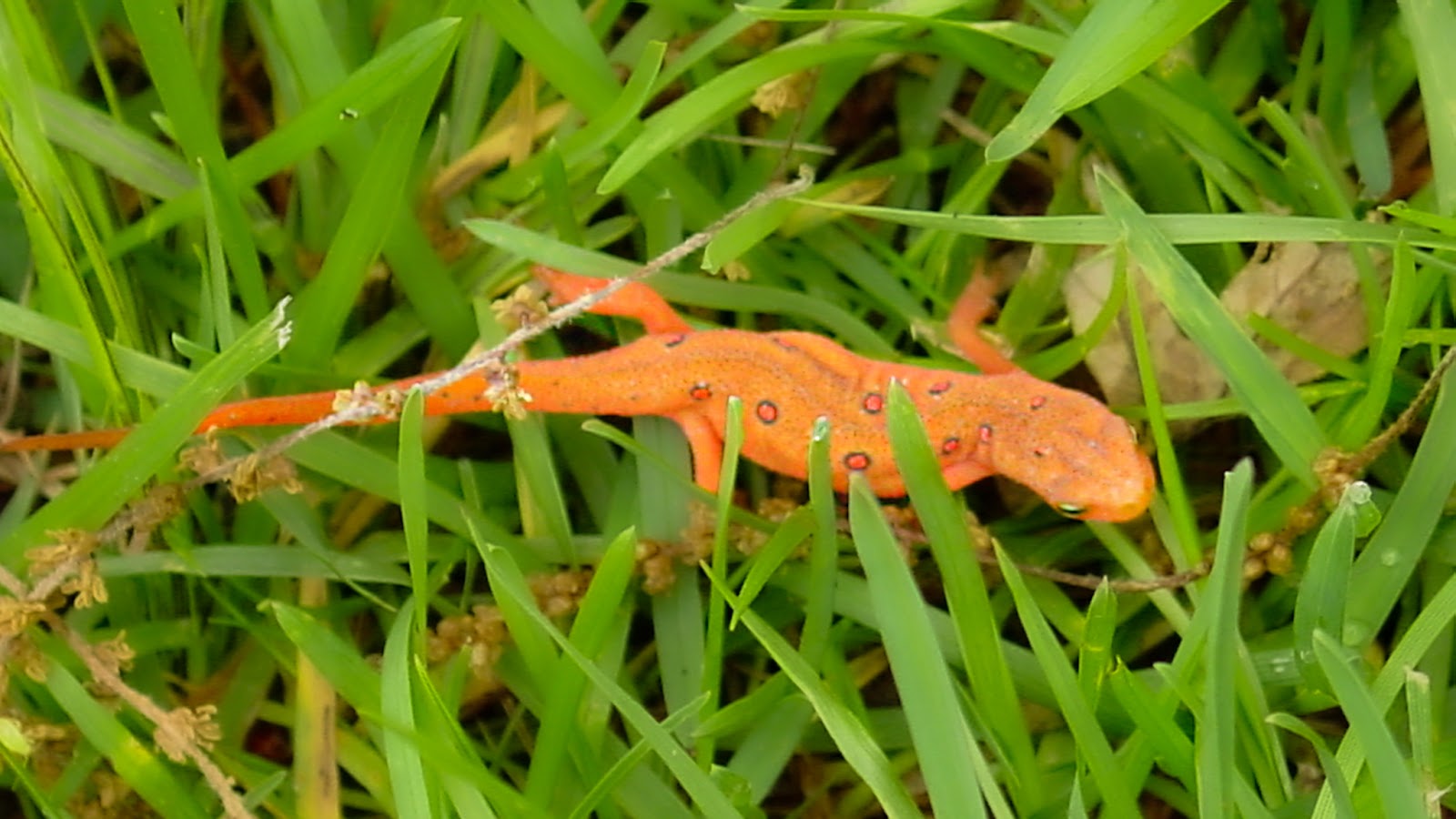 A bright orange salamander with red spots crawls in bright green grass. 