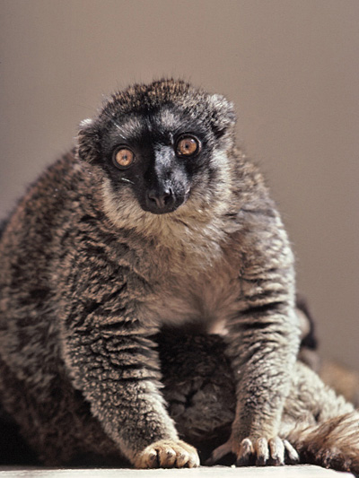 Collared lemur