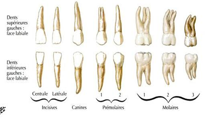 Les molaires supérieures