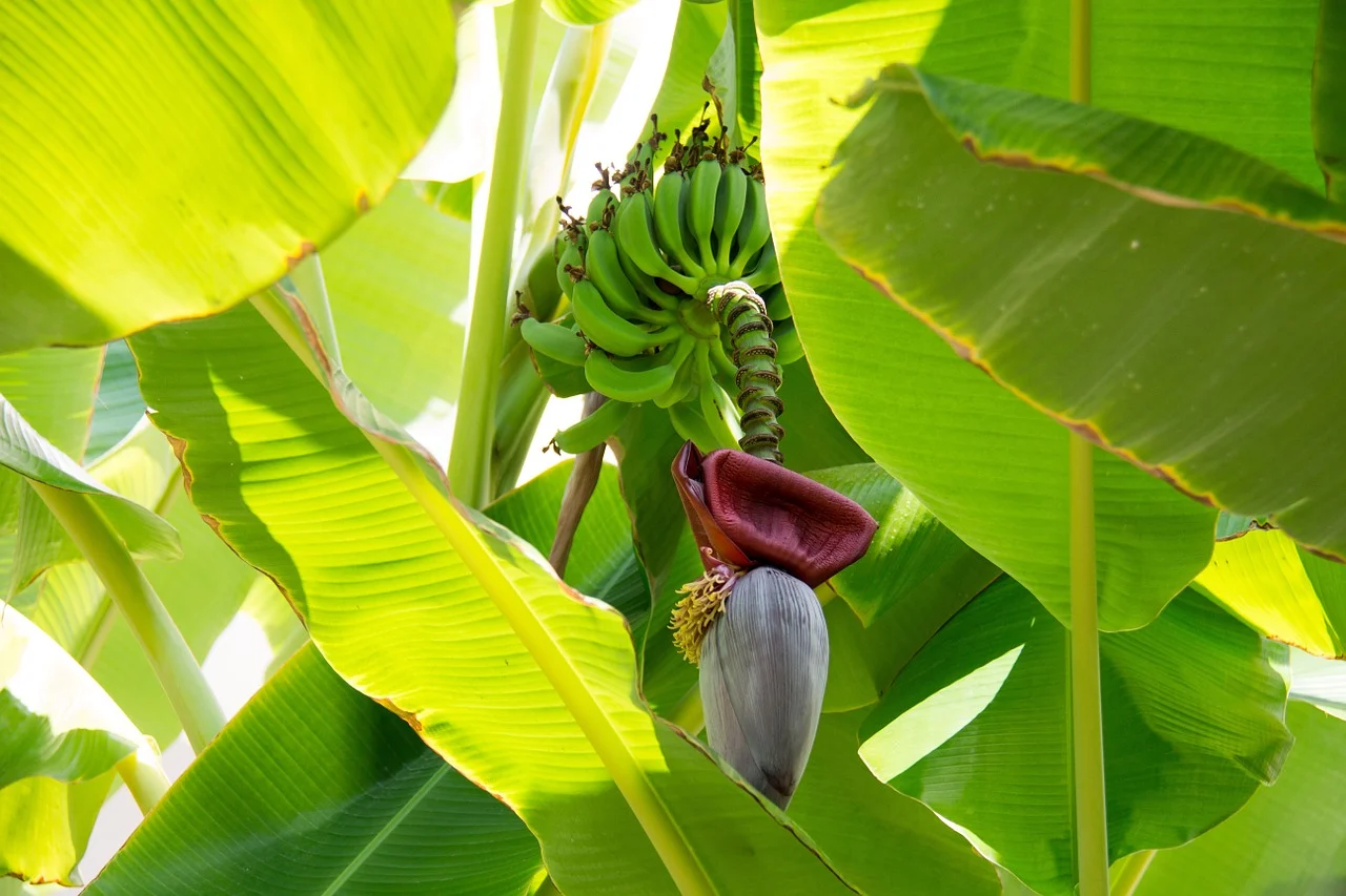 How to Grow and Care for Bonsai Banana Tree