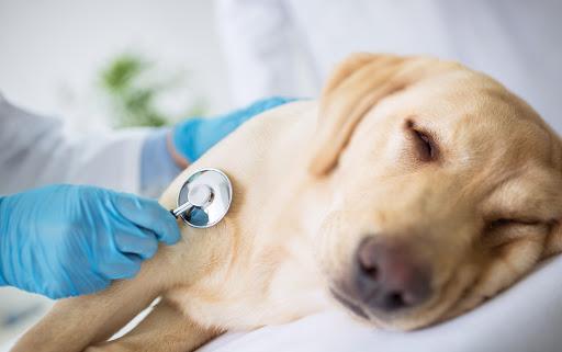 9 Signs Your Dog is Sick | Veterinarians.com