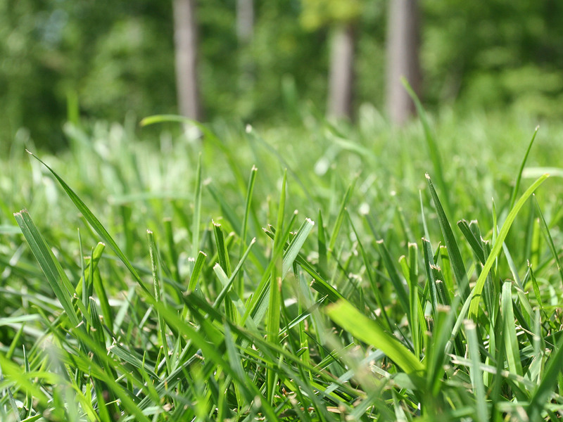 rumput taman bermuda
