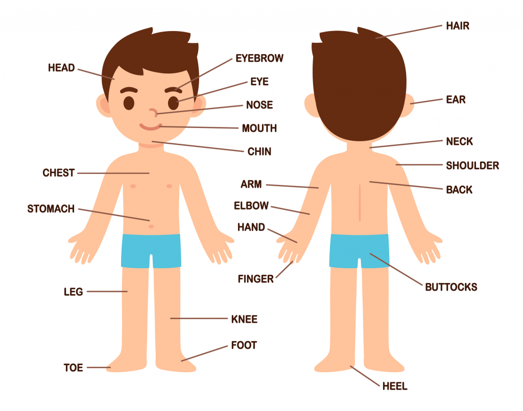 Body Parts Name In Hindi|मानव शरीर के अंगों के नाम - infotalk.in