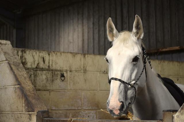 A white horse wearing a saddle and a rope head collar looking over the stable door while eating hay