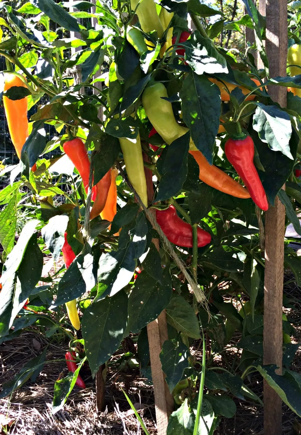 On Pepper Plants