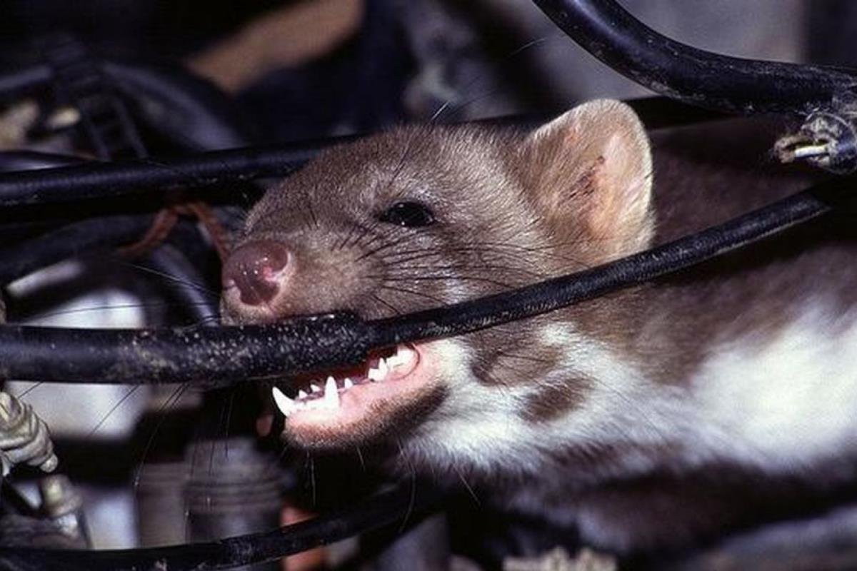 chuột trên xe ô tô