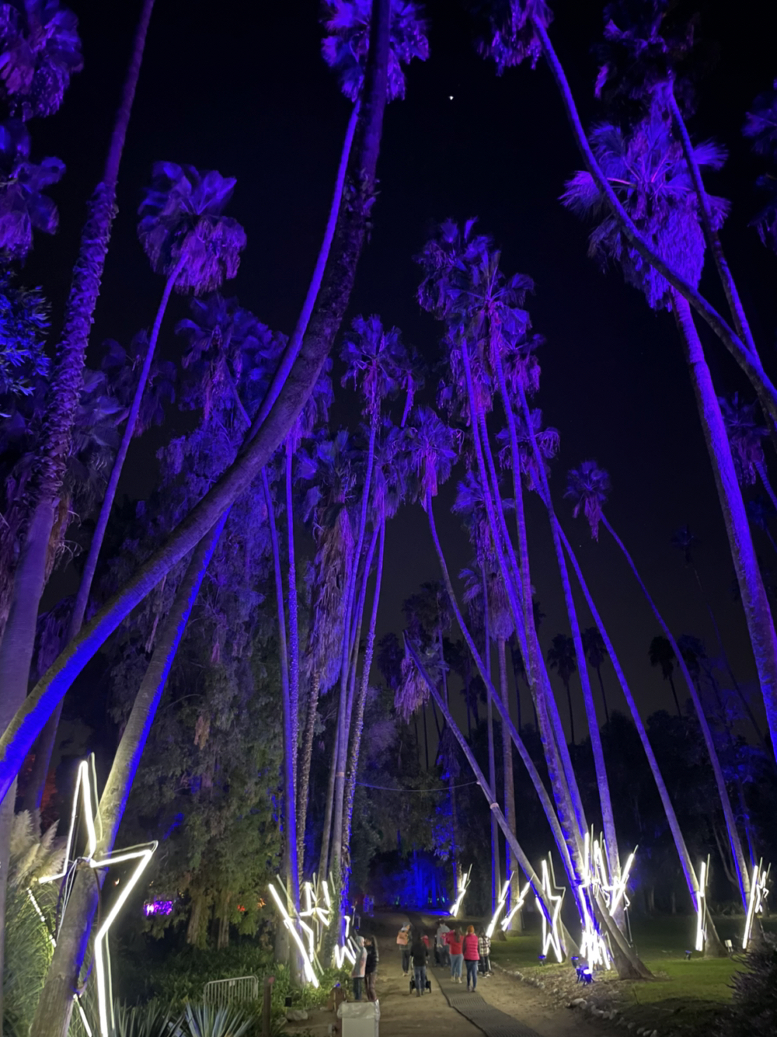 los angeles arboretum lightscape palm trees