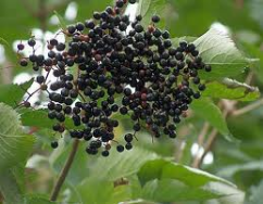 elder berries