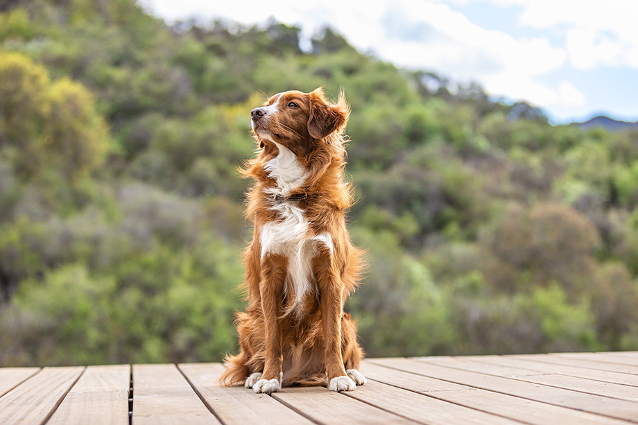 Windswept dog sits on wooden dock shot by St Louis photographer Lou Bopp for Purina Pro Plan. 
