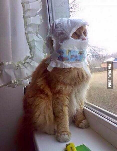 Image result for CAT WEAR MASK