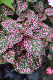 Hippo® Pink Polka Dot Plant (Hypoestes phyllostachya 'Hippo Pink') in  Denver Arvada Wheat Ridge Golden Lakewood Colorado CO at Echter's Nursery &  Garden Center