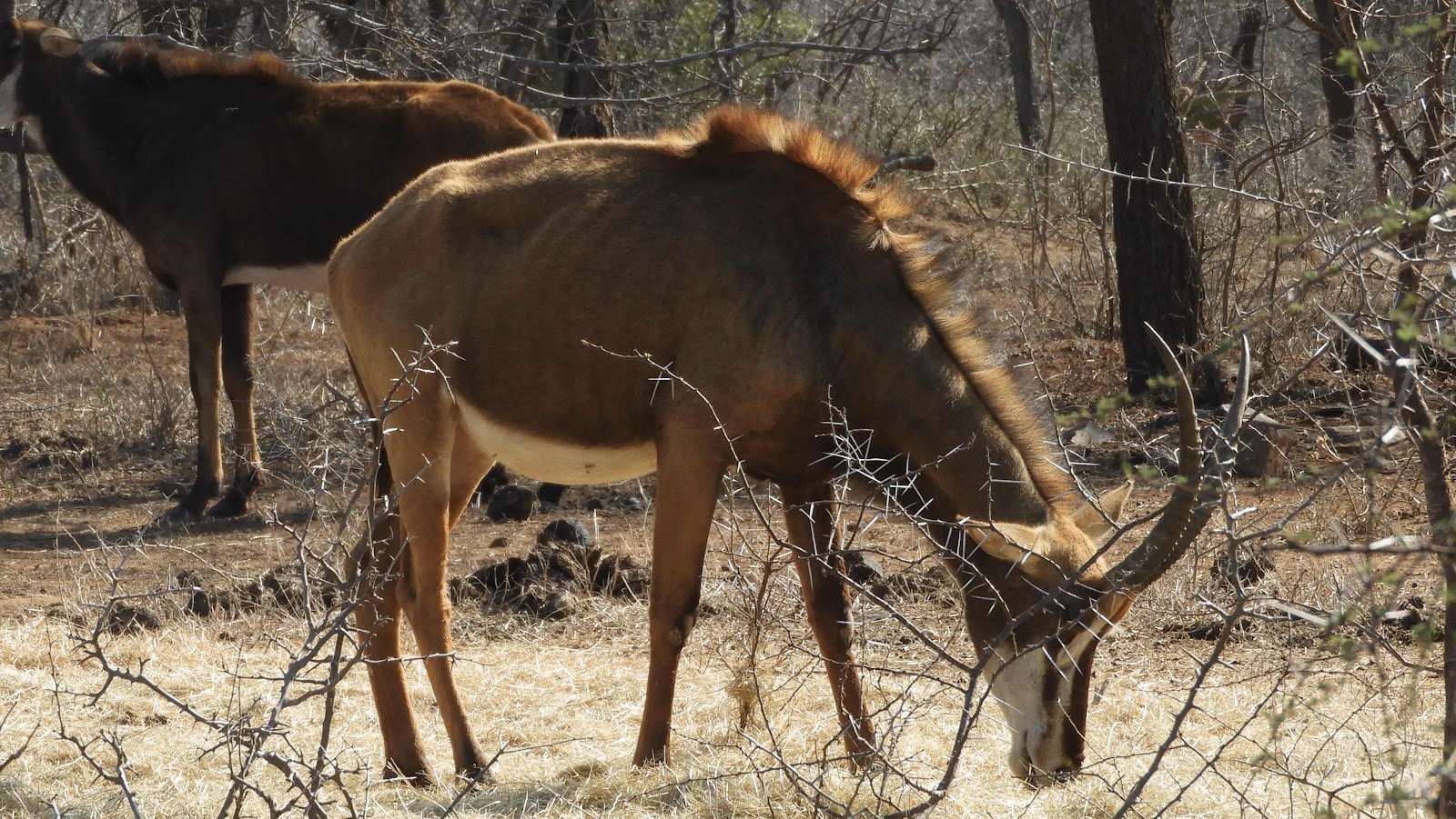 Mkhaya Saber antilope eSwatine