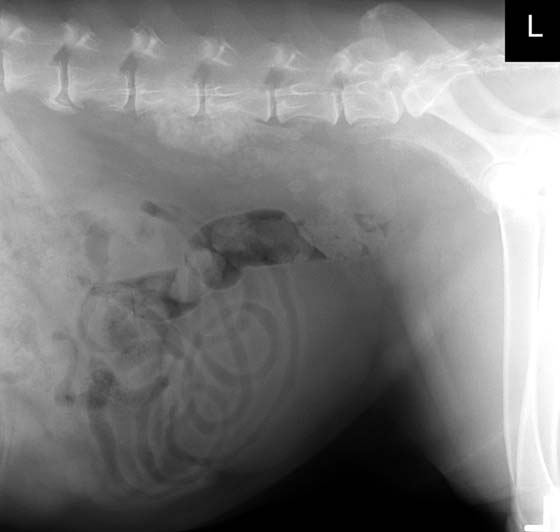 Radiografía lateral del abdomen caudal de un macho Cobrador de Labrador castrado de 10 años de edad, con dolor lumbar, ataxia de miembros posteriores y paresia resultante de un adenocarcinoma prostático