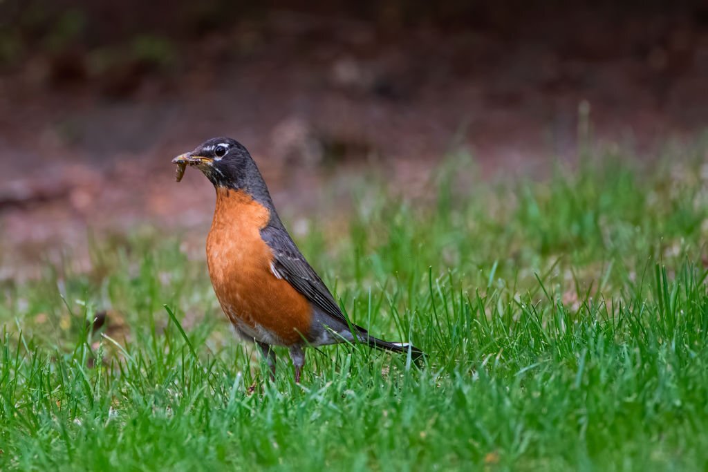 25+ ORANGE Breasted Birds 2023 [incl Pictures]