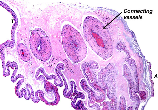 Membranes connecting the two lobes carry large blood vessels