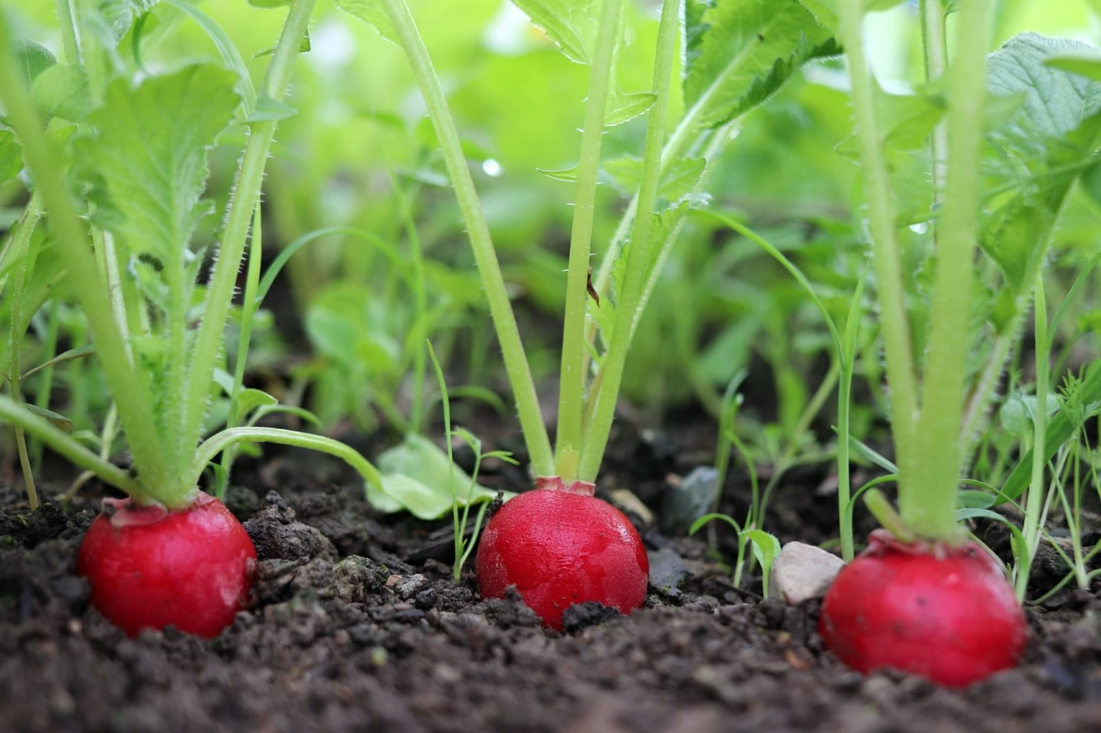 Radish